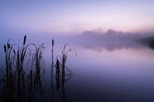 Poales Collection: RF - Reedmace (Typha latifolia) silhouetted and reflected in lake at dawn
