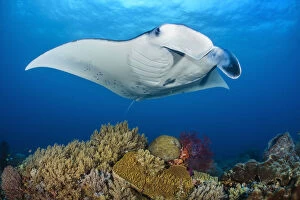 2019 October Highlights Gallery: RF - Reef manta (Mobula alfredi) female swimming close to a coral reef, while Cleaner wrasse
