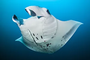 Maldive Islands Prints: RF - Reef manta (Mobula alfredi) swimming in open water with a Remora (Remora remora) swimming below
