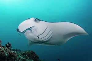 Maldive Islands Prints: RF - Reef manta ray (Manta alfredi) on a cleaning station on a coral reef