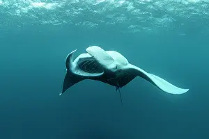 Maldive Islands Prints: RF - Reef manta ray (Manta alfredi) performing a barrel roll while filter feeding on plankton