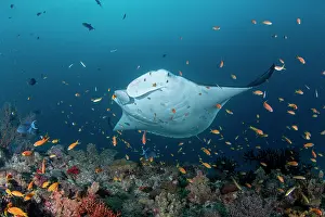 Maldive Islands Prints: RF - Reef manta ray (Manta alfredi) surrounded by reef fish on a cleaning station