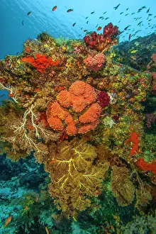 Serranidae Prints: RF - Reef overhang with Sea fans (Melithaea)