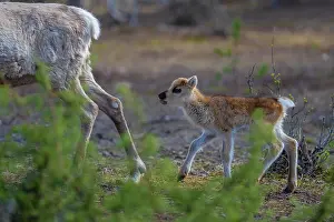 Reindeer Prints: RF - Reindeer (Rangifer tarandus) newborn calf walking behind adult