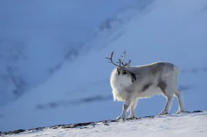 Danny Green Collection: RF - Reindeer (Rangifer tarandus) on a snowy ridge, Svalbard, Norway, April