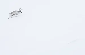 Reindeer Prints: RF - Reindeer (Rangifer tarandus) walking up slope in snow