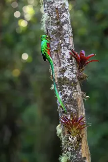 Trogoniformes Prints: RF - Resplendent quetzal (Pharomachrus mocinno) male