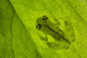 Images Dated 19th May 2014: RF - Reticulated Glass Frog (Hyalinobatrachium valerioi) backlit showing highly translucent body