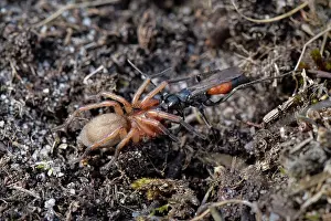 Dorset Prints: RF - Ridge-saddled spider wasp (Cryptocheilus notatus) dragging Sac spider (Clubiona sp)