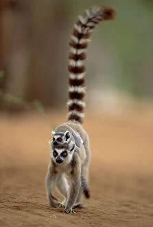 RF- Ring tailed lemur carrying young (Lemur catta). Madagascar