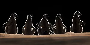 Thermoregulation Prints: RF - Ring-tailed lemurs (Lemur catta) back lit and sun bathing at first light