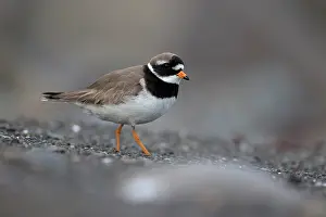 True Plover Prints: RF - Ringed plover (Charadrius hiaticula) portrait