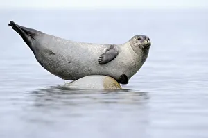 Images Dated 2nd July 2011: RF- Ringed seal (Pusa hispida) hauled out on rock, Svalbard, Norway
