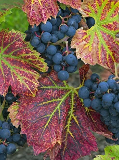 Red Gallery: RF - Ripe black grapes Regent variety with autumn coloured leaves, Norfolk