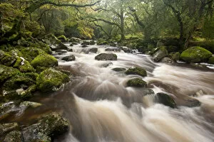 RF- River Plym flowing through Dewerstone Wood, Dartmoor National Park, Devon, England