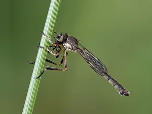 Asilidae Prints: RF - Robberfly (Leptogaster cylindrica) feeding on fly prey among grass