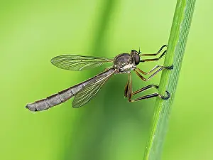 Asilidae Prints: RF - Robberfly (Leptogaster cylindrica) resting on grass stem