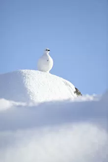 Images Dated 12th February 2010: RF- Rock ptarmigan (Lagopus mutus) standing on boulder, camouflaged against snow in winter plumage