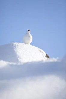 RF- Rock ptarmigan (Lagopus mutus) standing on boulder, camouflaged against snow in winter plumage