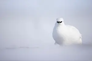 Ptarmigan Prints: RF - Rock ptarmigan (Lagopus mutus) in winter plumage