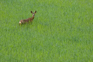Negative Space Prints: RF - Roe deer (Capreolus capreolus) female