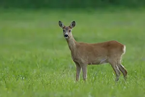 True Deer Prints: RF - Roe deer (Capreolus capreolus) female