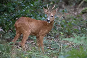 Brasschaat Prints: RF - Roe deer (Capreolus capreolus) male