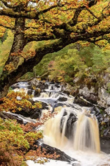 RF - Rogie Falls and autumn woodland with Common oak or Pedunculate oak (Quercus robur)