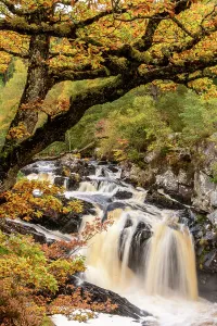 French Oak Prints: RF - Rogie Falls and autumn woodland with Common oak or Pedunculate oak (Quercus robur)