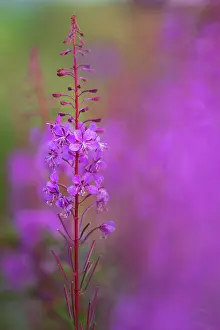 Onagraceae Prints: RF - Rosebay willowherb (Chamaenerion angustifolium) in flower