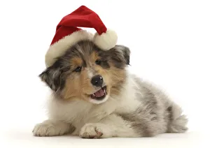 Christmas Prints: RF - Rough Collie puppy, wearing a Father Christmas hat