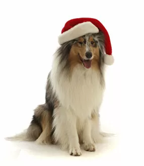 2020 Christmas Highlights Gallery: RF - Rough Collie wearing a Father Christmas hat. (This image may be licensed either as