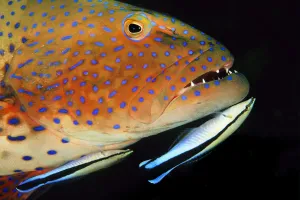 RF - Roving coralgrouper (Plectropomus pessuliferus) is cleaned by Bluestreak cleaner wrasse