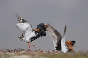 Reproduction Prints: RF - Two Ruff (Calidris pugnax) males fighting at lekking site