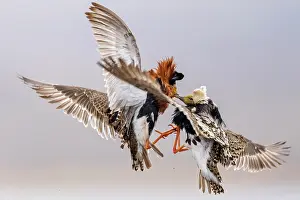 Rival Prints: RF - Two Ruffs (Philomachus pugnax) male
