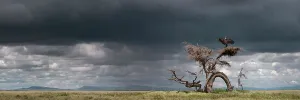Panorama Prints: RF - Ruppell's griffon vulture (Gyps rueppellii) drying its wings after a rain storm