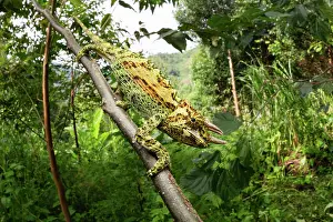 Lizard Prints: RF - Rwenzori three-horned chameleon (Trioceros johnstoni) sub-adult male