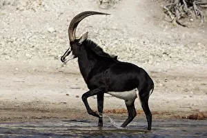 RF - Sable (Hippotragus niger) male, walking through shallow water, Chobe National Park, Botswana. (This image may be licensed either as rights managed or royalty free.)