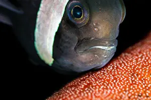 Clownfish Prints: RF - Saddleback anemonefish (Amphiprion polymnus) guarding its eggs