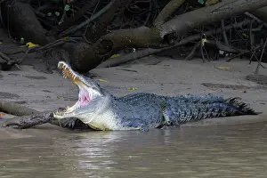 Crocodilian Prints: RF - Saltwater crocodile (Crocodylus porosus) resting on mud bank at river's edge