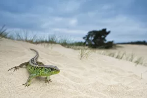RF - Sand lizard (Lacerta agilis) male on sand dune, the Netherlands. May