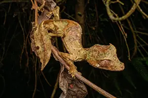 Gecko Prints: RF - Satanic leaf-tailed gecko (Uroplatus phantasticus) camouflaged among dried leaves