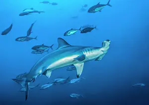 Shark Prints: RF - Scalloped hammerhead shark (Sphyrna lewini) swimming with Bigeye jacks (Caranx sexfasciatus)