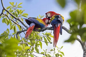 Alex Hyde Gallery: RF - Scarlet macaw (Ara macao) pair preening, Osa Peninsula, Costa Rica