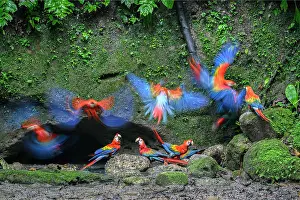 True Parrot Prints: RF - Scarlet macaws (Ara macao) flock gathering at cave clay lick at the base of a cliff along the Napo River