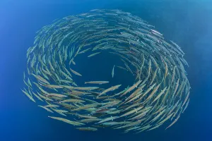 RF- School of Blackfin barracuda (Sphyraena qenie) forming circle in open water at Shark Reef