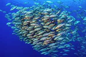 Snapper Prints: RF - School of Bohar snappers (Lutjanus bohar) in open water close to a coral reef
