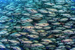 Snapper Prints: RF - School of Bohar snappers (Lutjanus bohar) in open water close to a coral reef