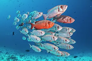 Maldive Islands Prints: RF - A school of Crescent-tail bigeye (Priacanthus hamrur) on a coral reef