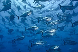 Blue Gallery: RF - School of large Atlantic bluefin tuna (Thunnus thynnus) captive in a growing pen